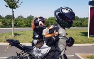 Un chien, patient de la clinique vétérinaire de l'isle jourdain arrive en moto