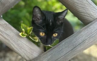 Petit chat à la clinique vétérinaire de l'Isle Jourdain