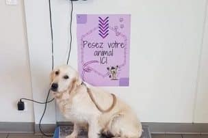 La clinique vétérinaire de l'isle jourdain dispose d'une balance pour peser les chiens et chats